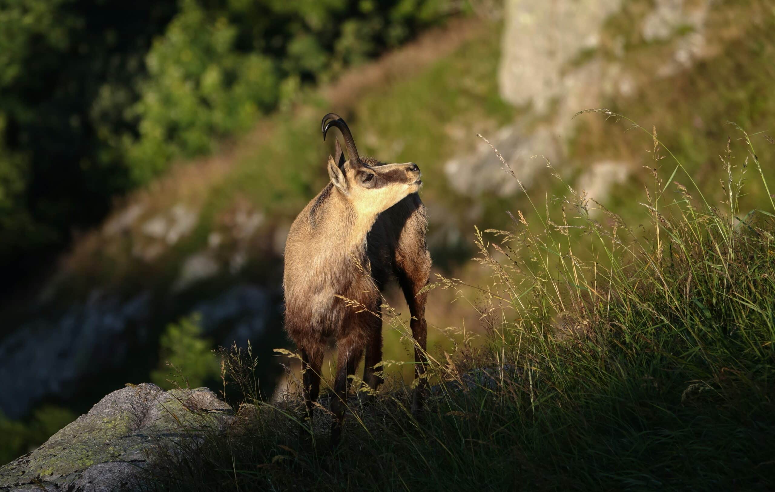 Chamois en lumière dorée sur un versant herbeux des Vosges