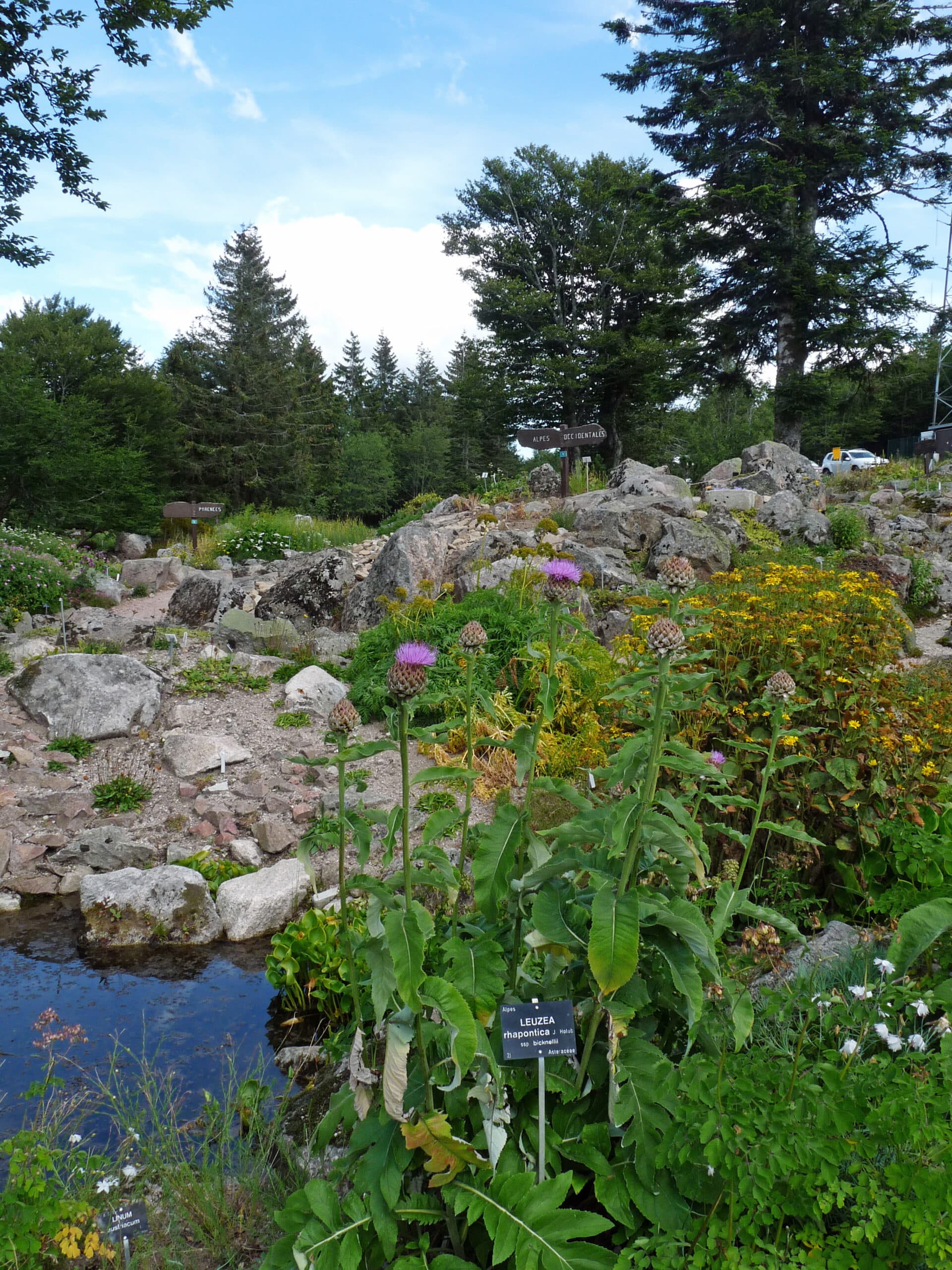 Vue sur les plantes alpines et les sentiers botaniques du jardin d’altitude du Haut-Chitelet dans les Vosges