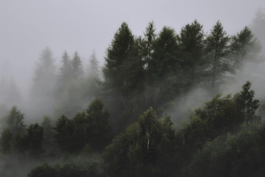 Brume matinale sur une forêt des Vosges, ambiance paisible et mystérieuse par temps de pluie
