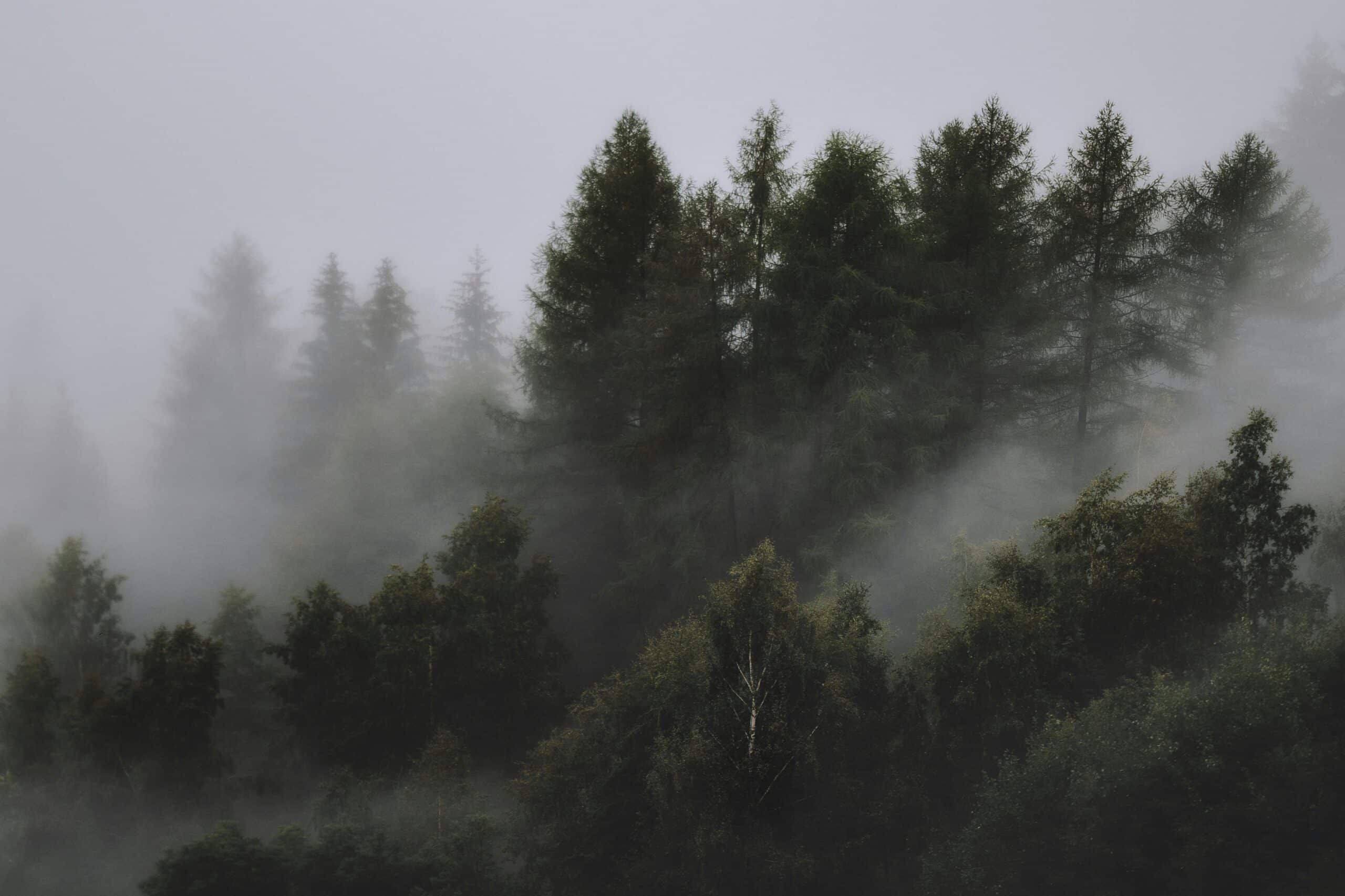 Brume matinale sur une forêt des Vosges, ambiance paisible et mystérieuse par temps de pluie